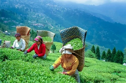 9n 10d Darjeeling Pelling Gangtok and North Sikkim Tour
