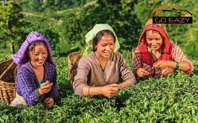 4n 5d Darjeeling & Kalimpong Tour Packages