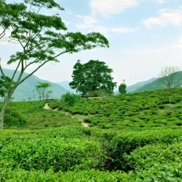 Lush tea gardens lamahatta - goeazy cab